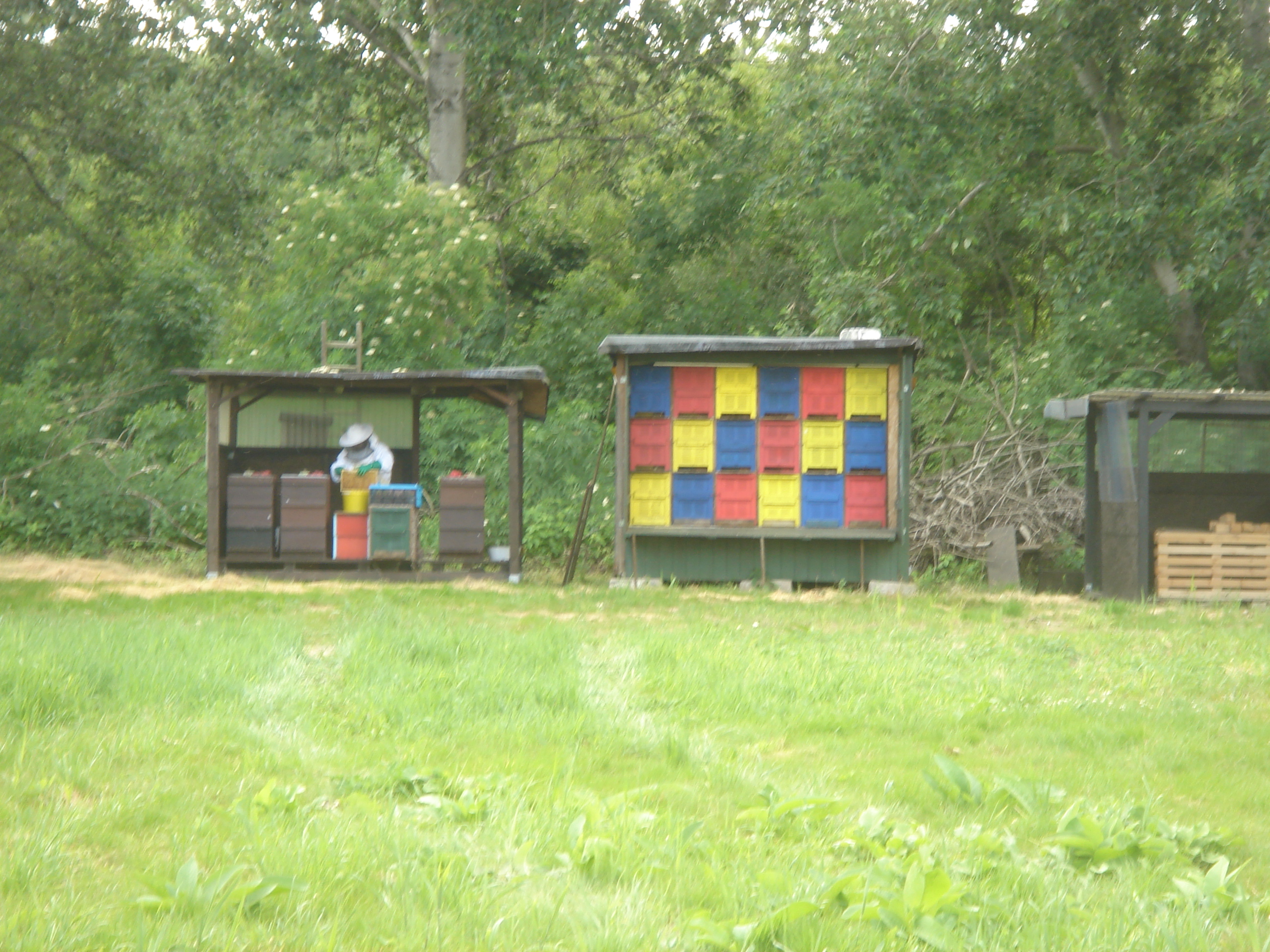 A beekeeper in the Slovakian woods