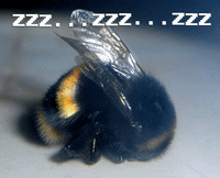 a bumblebee sleeping