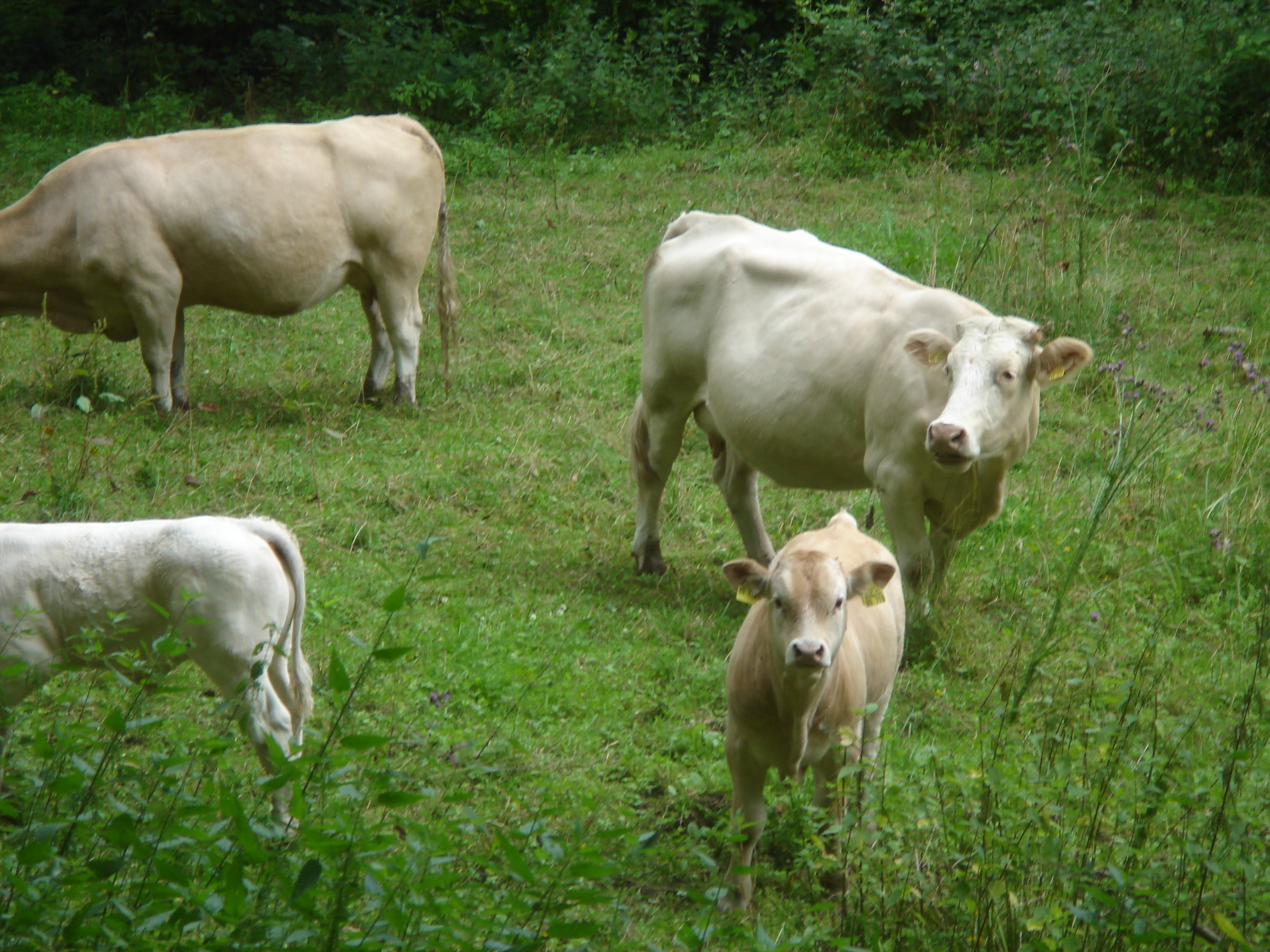 Cows in a field